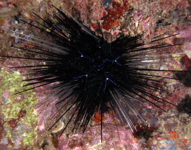 Diadema savignyi